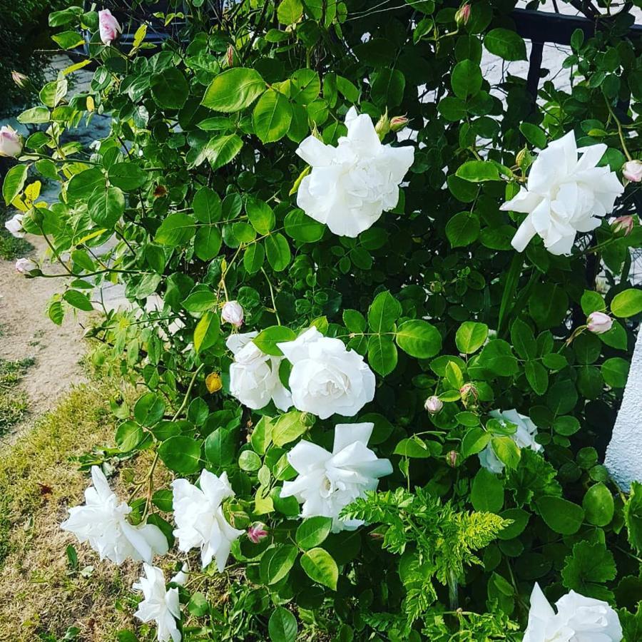 Limon Pansiyon Foça Bagian luar foto